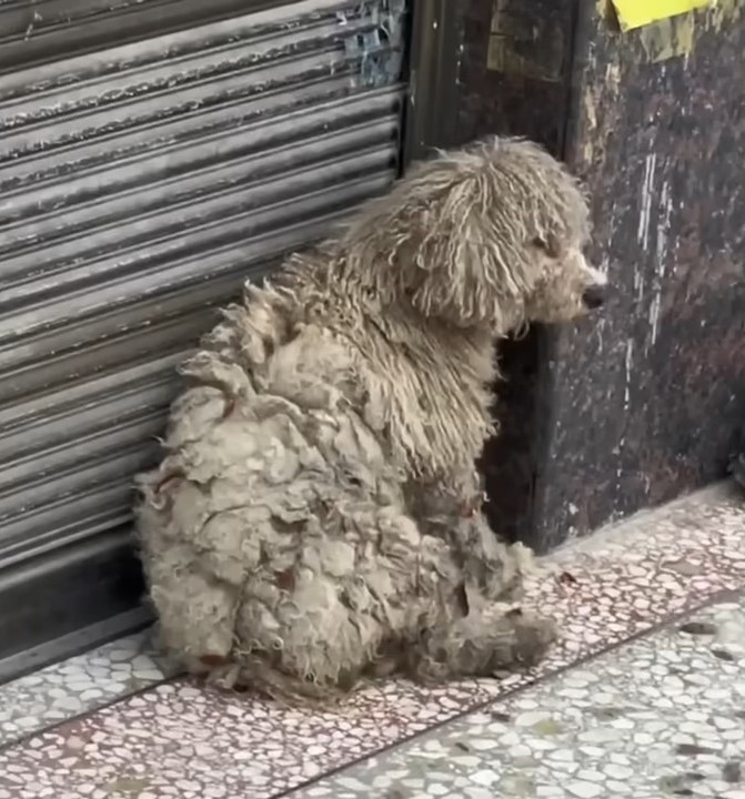 A kind person noticed a shivering dog struggling on her own and decided to help her