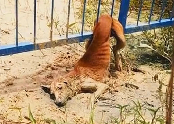 The homeless dog sheds tears as it is trapped in a fence, trying to escape but also longing for a kind voice to lead it.