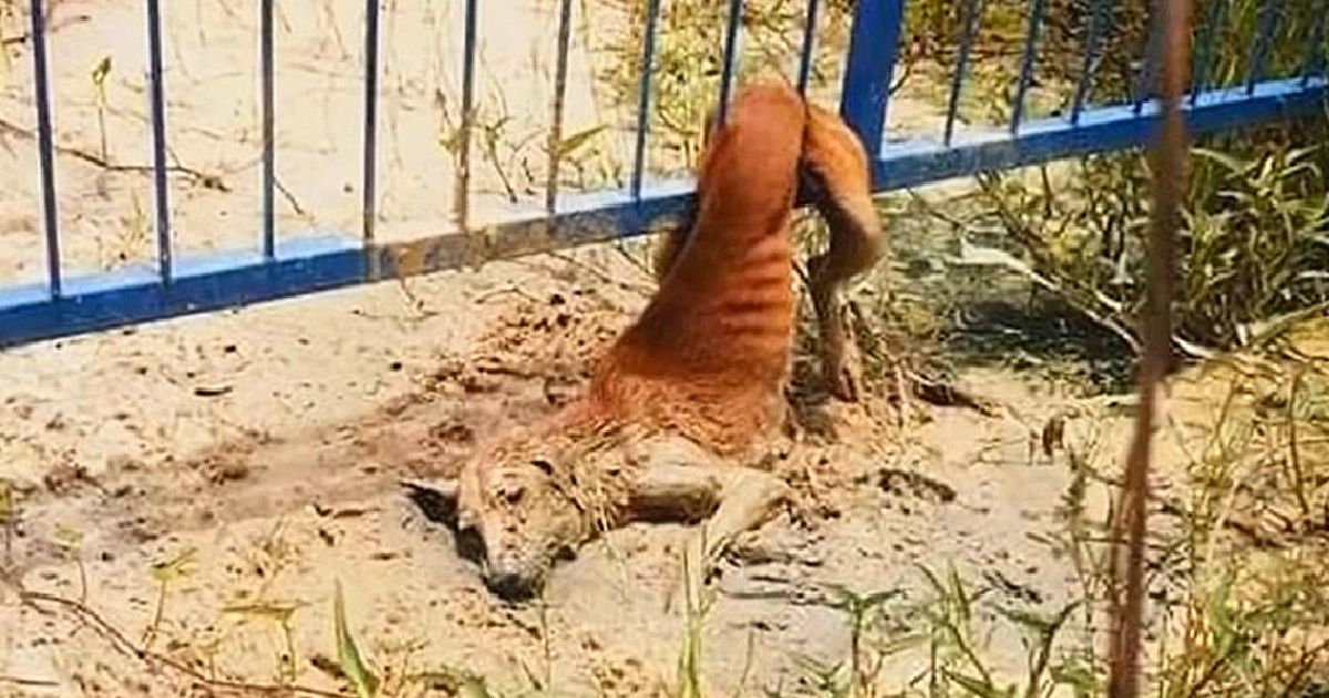 The homeless dog sheds tears as it is trapped in a fence, trying to escape but also longing for a kind voice to lead it.