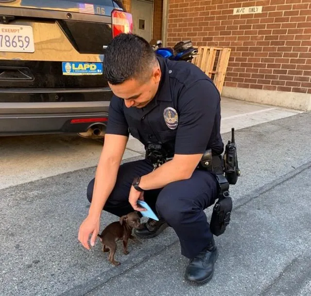 TN A touching story about kindness: A small dog walked along the street with a policeman, begging to be adopted