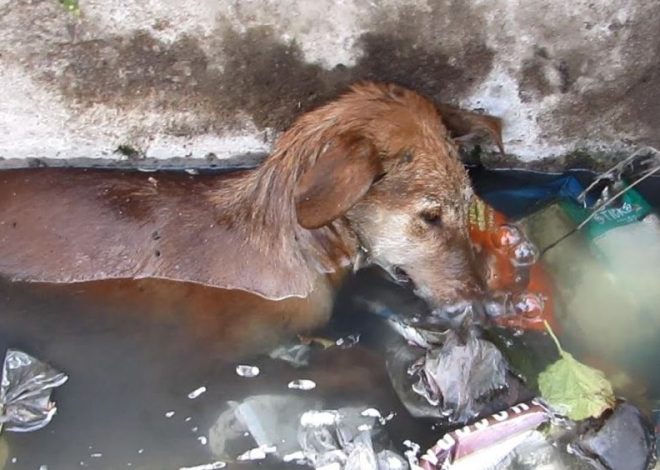 A rescued dog was found resting comfortably on a warm lap, surrounded by the gentle embrace of a loving caress.