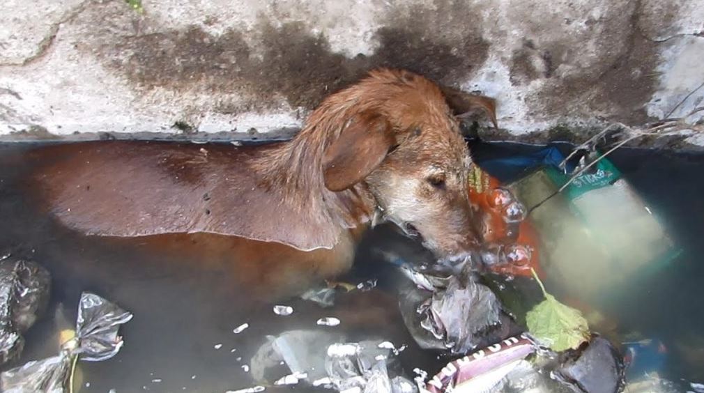 A rescued dog was found resting comfortably on a warm lap, surrounded by the gentle embrace of a loving caress.