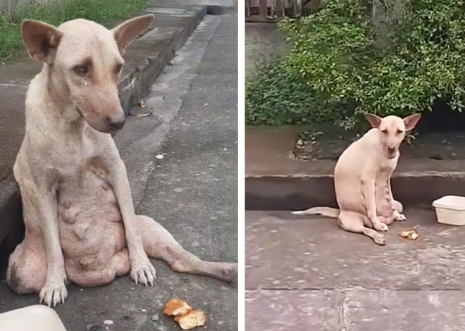 A dog stood silently on the road, enduring days of crying and suffering. Despite this, no one passing by stopped to help it.