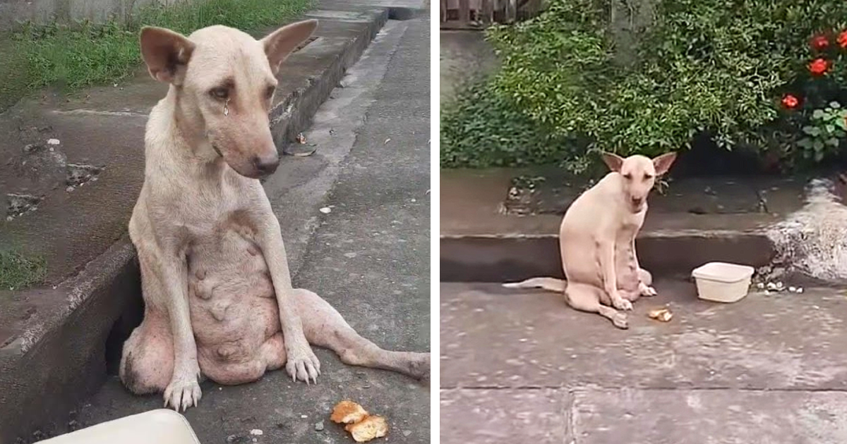 A dog stood silently on the road, enduring days of crying and suffering. Despite this, no one passing by stopped to help it.