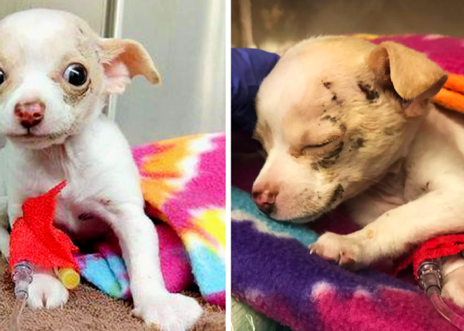 A Tiny Homeless Puppy Falls From Above and Miraculously Survives