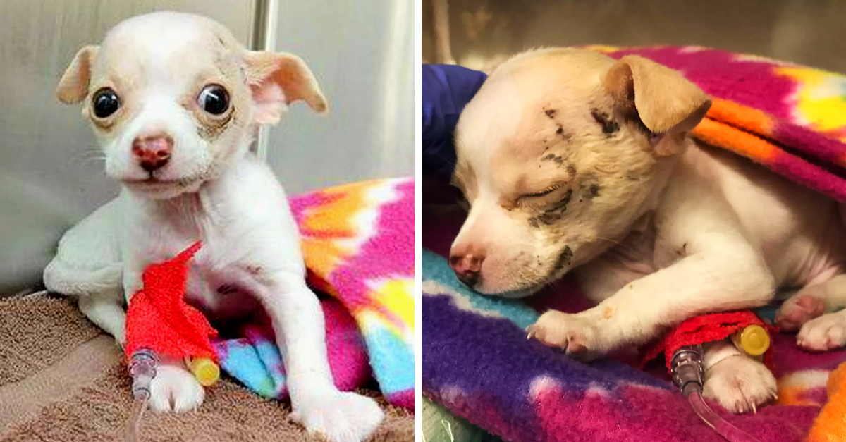 A Tiny Homeless Puppy Falls From Above and Miraculously Survives