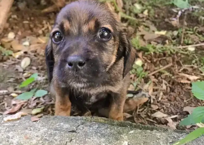 Injured Puppy Crawled Toward Woman, Its Eyes Piercing Right Through Her