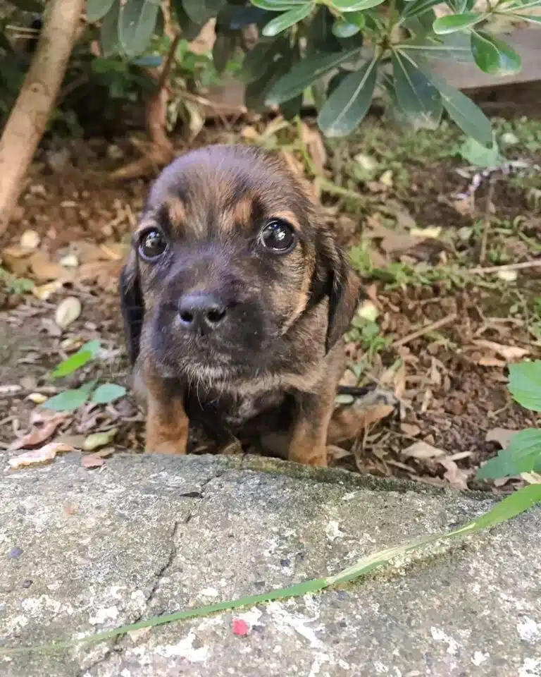 Injured Puppy Crawled Toward Woman, Its Eyes Piercing Right Through Her