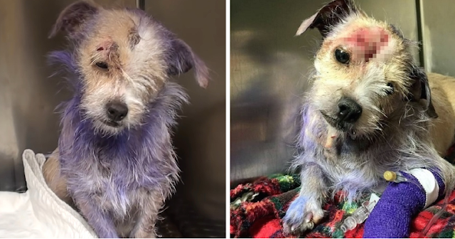 Owner Brought Her In To Be Euthanized, But Her Purple Fur Revealed a Dark Story Hidden Behind It