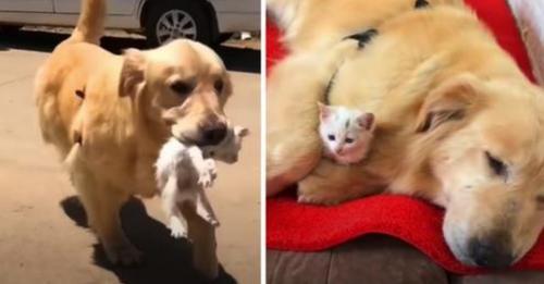 Golden Retriever Takes on Guardian Role for Stray Kitten, Welcoming Her into the Family