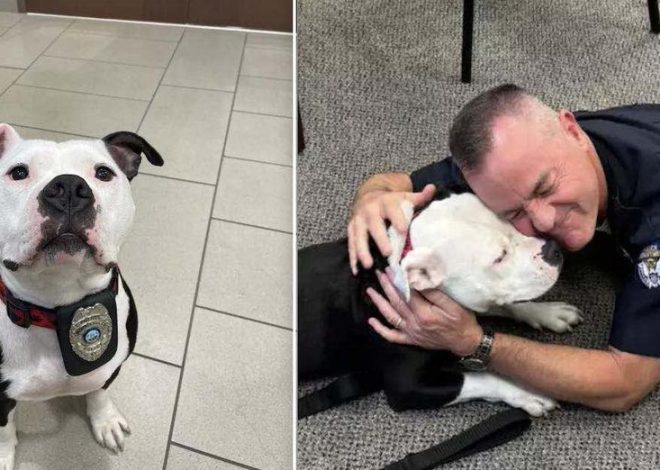 A Homeless Dog Visits the Police Department for a Day and Ends Up Staying Forever