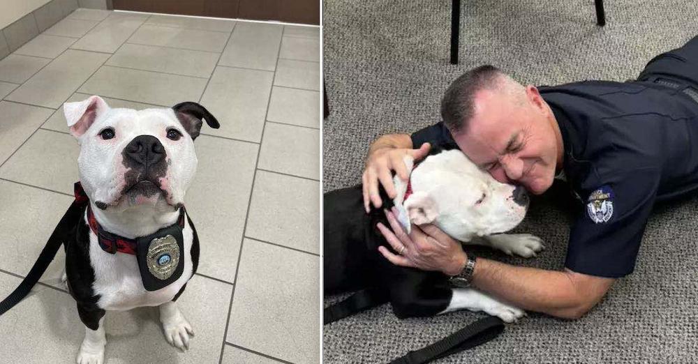 A Homeless Dog Visits the Police Department for a Day and Ends Up Staying Forever