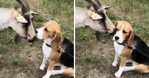 A Wise Goat Offers Comfort to a Lonely Beagle