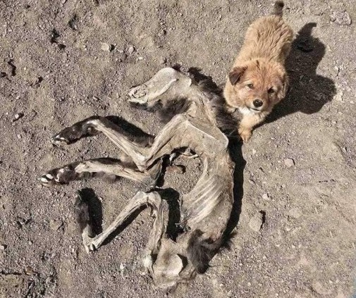 The puppy gazed at the camera with eager eyes, and it was revealed that the body belonged to the puppy’s mother who had passed away