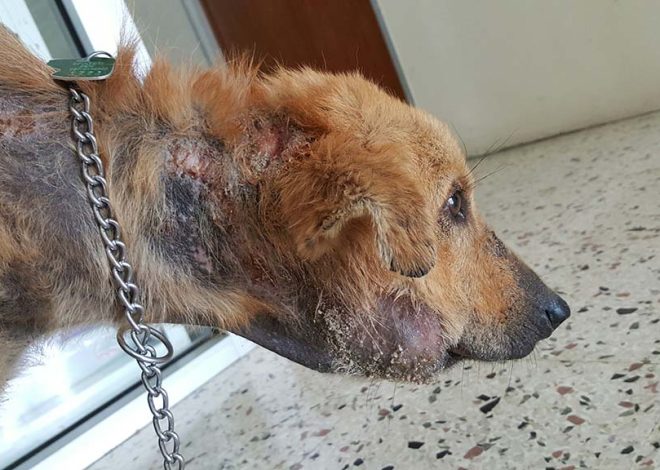 Malaysian Dog Named Simba Reunites with His Rescuers