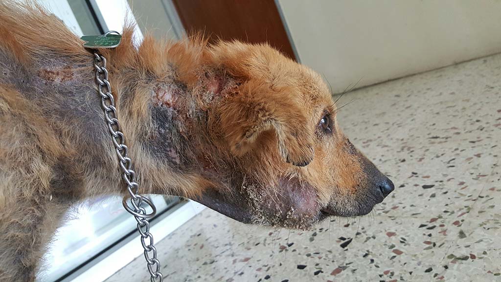 Malaysian Dog Named Simba Reunites with His Rescuers