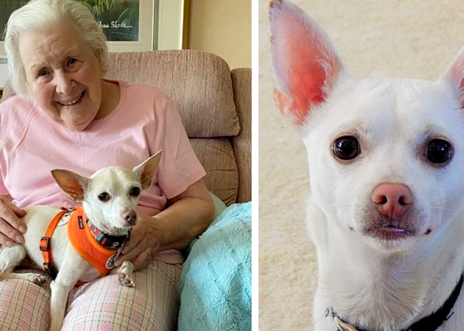 A 100-year-old woman discovered that an 11-year-old dog was the perfect companion for her.