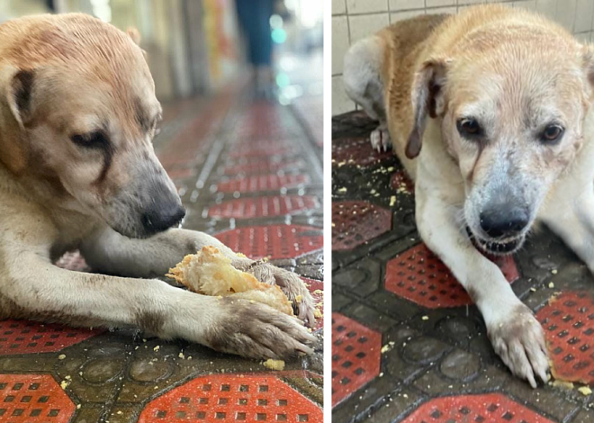 A heartfelt moment occurred when a dog, previously muzzled and unable to eat for days, was finally able to enjoy a meal after enduring prolonged starvation.