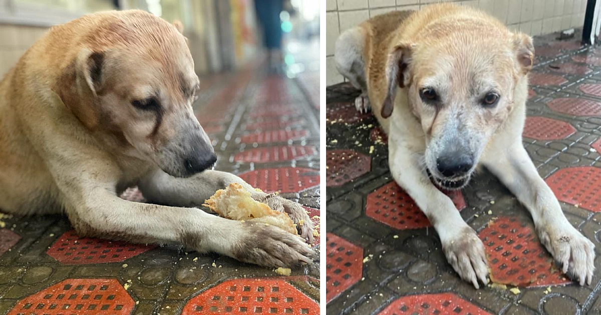 A heartfelt moment occurred when a dog, previously muzzled and unable to eat for days, was finally able to enjoy a meal after enduring prolonged starvation.