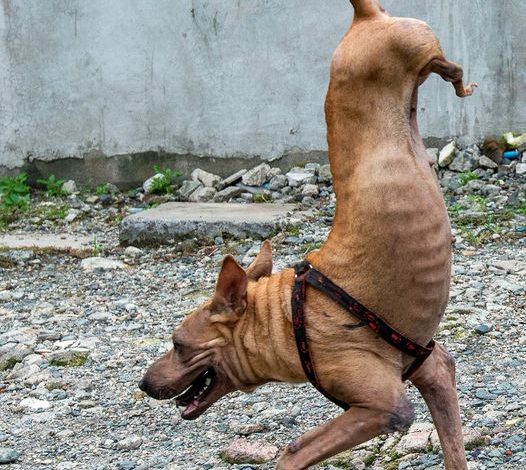 Due to the dedication and care of her owner, a dog born without back legs has learned to balance on her front legs, showcasing remarkable resilience and adaptability.