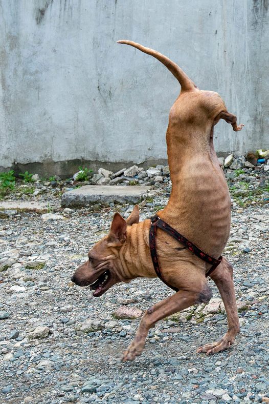 Due to the dedication and care of her owner, a dog born without back legs has learned to balance on her front legs, showcasing remarkable resilience and adaptability.