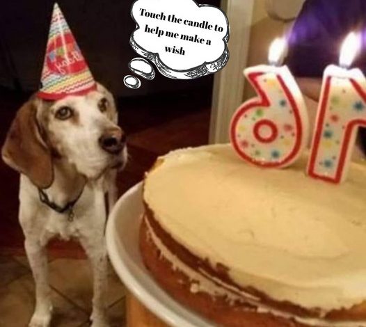 Wishing our beloved beagle a very happy 16th birthday!