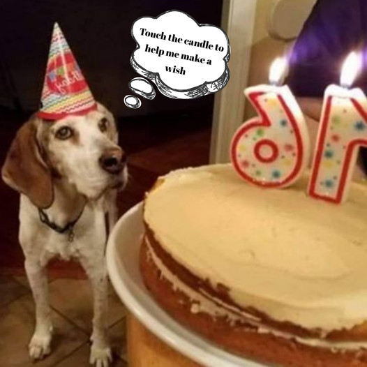 Wishing our beloved beagle a very happy 16th birthday!