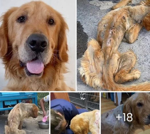 A Stray Golden Retriever Dog, Near Death, Undergoes a Complete Transformation After Rescue