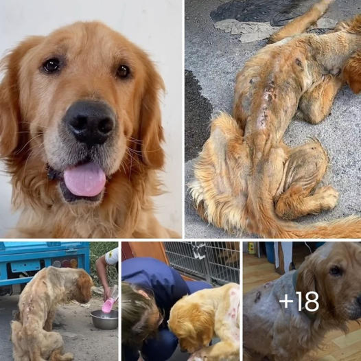 A Stray Golden Retriever Dog, Near Death, Undergoes a Complete Transformation After Rescue