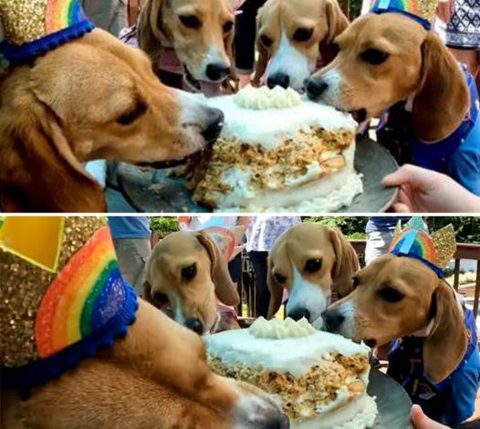 A reunion of Beagles rescued from the Envigo research lab comes together for a special celebration.