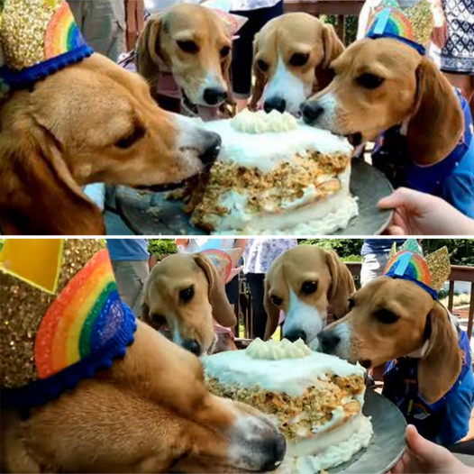 A reunion of Beagles rescued from the Envigo research lab comes together for a special celebration.