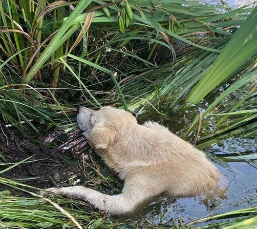 Embarking on a deeply emotional journey, a paralyzed dog bravely crawls in search of hope, inspiring awe with its remarkable resilience and unwavering determination in the face of adversity.