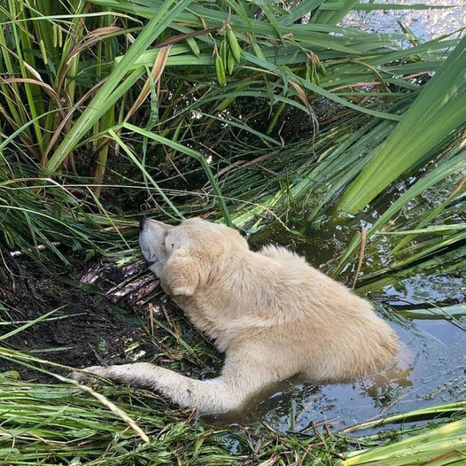 Embarking on a deeply emotional journey, a paralyzed dog bravely crawls in search of hope, inspiring awe with its remarkable resilience and unwavering determination in the face of adversity.