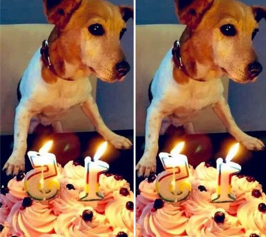 Wishing a very Happy 15th Birthday to our incredibly adorable Beagle!