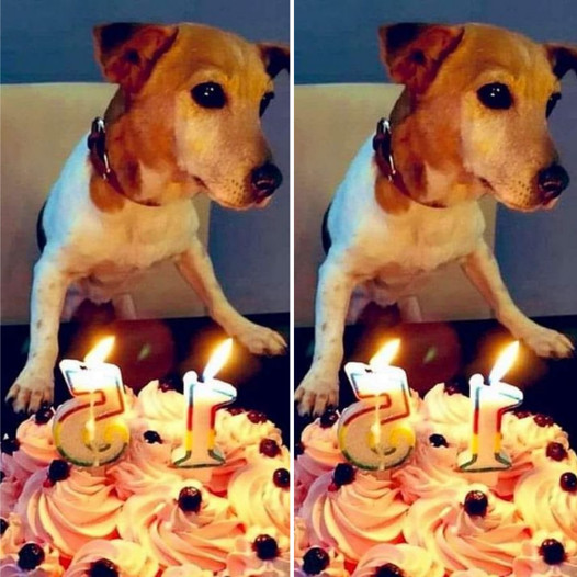 Wishing a very Happy 15th Birthday to our incredibly adorable Beagle!