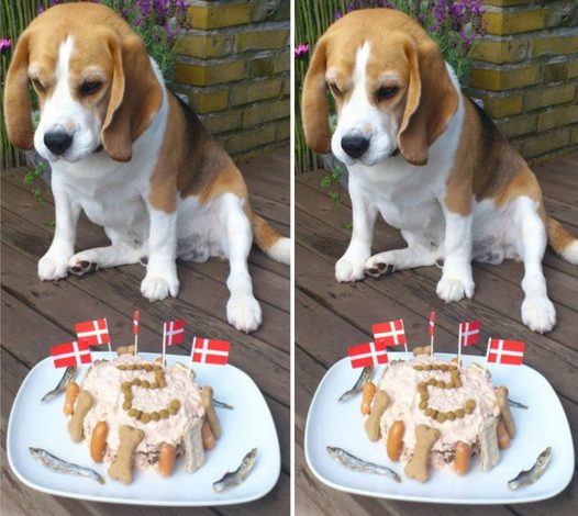 Commemorating the Fifth Birthday of a Beagle: A Delightful and Joyous Milestone