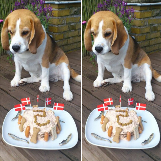 Commemorating the Fifth Birthday of a Beagle: A Delightful and Joyous Milestone