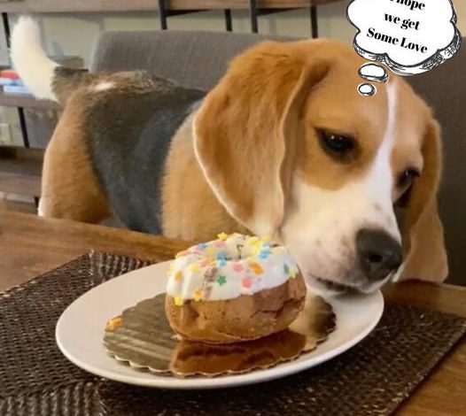 Happy Birthday, Oliver: Honoring Our Lovable Beagle!