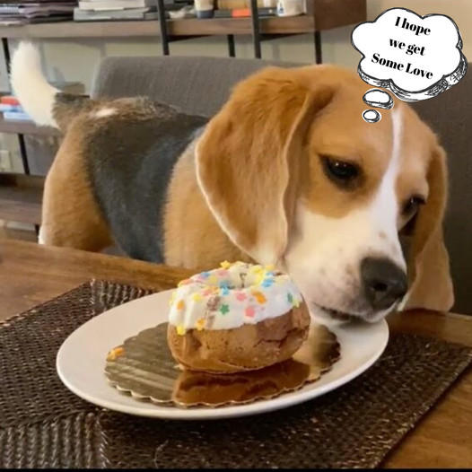 Happy Birthday, Oliver: Honoring Our Lovable Beagle!