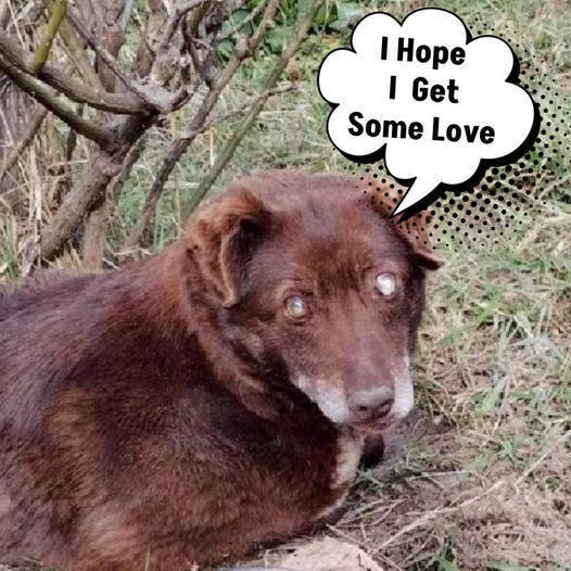 Dog Transported in a Wheelbarrow for Euthanasia Gets a Second Chance