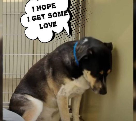 A Heartbroken Dog Couldn’t Stop Staring at the Wall After Being Returned to the Shelter