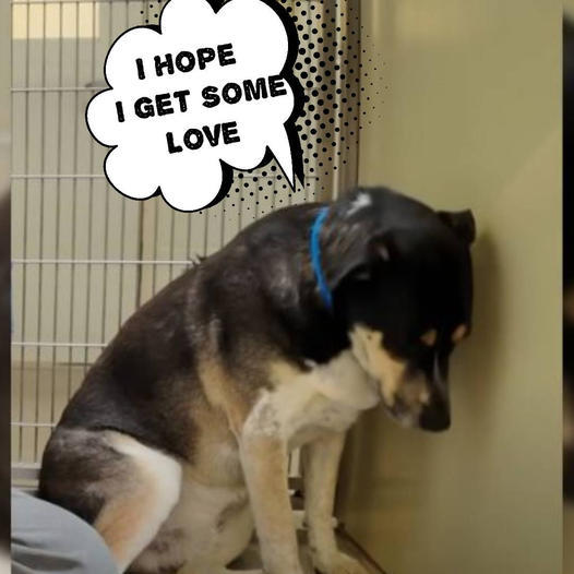 A Heartbroken Dog Couldn’t Stop Staring at the Wall After Being Returned to the Shelter