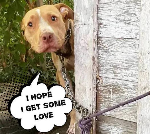 A Dog, Chained and Forgotten in an Abandoned Backyard, Can Hardly Believe That Help Has Finally Arrived