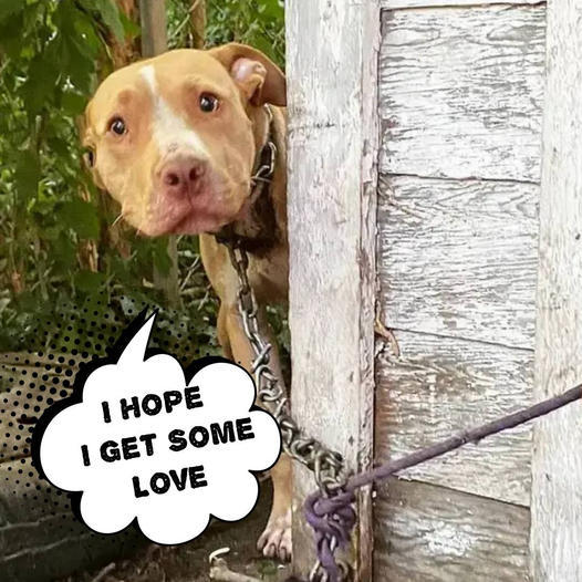 A Dog, Chained and Forgotten in an Abandoned Backyard, Can Hardly Believe That Help Has Finally Arrived