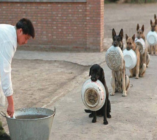 The sight of a line of abandoned dogs gathered at the shelter, eagerly waiting for a full meal, created a deeply moving scene that touched the hearts of millions of people