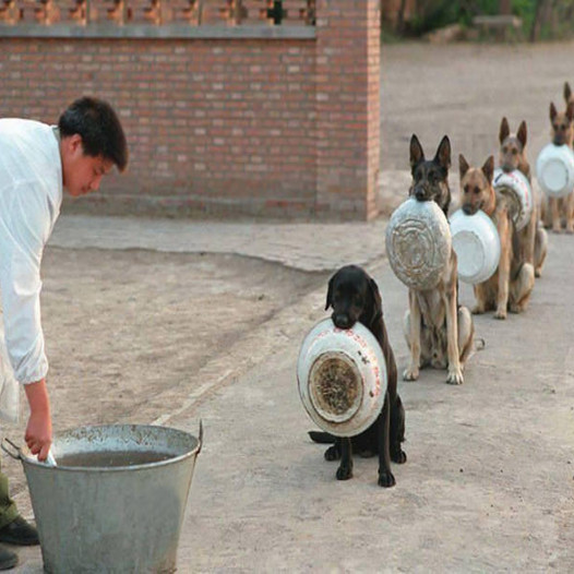 The sight of a line of abandoned dogs gathered at the shelter, eagerly waiting for a full meal, created a deeply moving scene that touched the hearts of millions of people