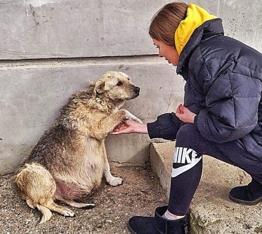 A Street Dog Grasped My Hand, Her Eyes Imploring for Help