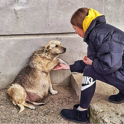 A Street Dog Grasped My Hand, Her Eyes Imploring for Help