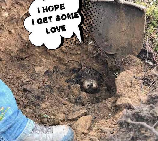 A Missing Dog Was Discovered and Successfully Rescued from an Underground Burrow After Being Trapped for Five Days