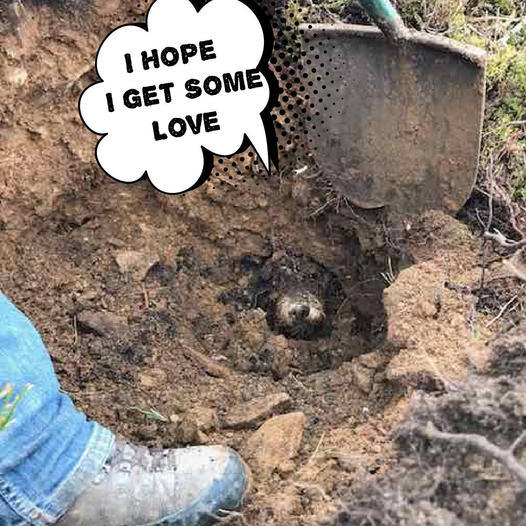 A Missing Dog Was Discovered and Successfully Rescued from an Underground Burrow After Being Trapped for Five Days